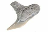Fossil Tiger Shark Tooth - Lee Creek (Aurora), NC #71079-1